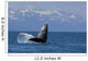 Humpback Whale Calf Breaching Wall Decal