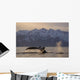 Humpback Whale Lifting Its Wall Decal Design 3