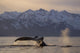 Humpback Whale Lifting Its Wall Decal Design 3