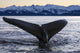 Humpback Whale Lifting Its Wall Decal Design 2