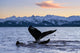 Pair Humpback Whale Tails Wall Decal Design 2