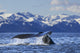 Humpback Whale Lifting Its Wall Decal Design 1