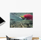 Underwater Male Sockeye Salmon Wall Decal Design 2