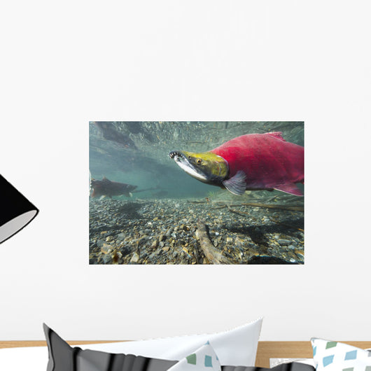 Underwater Male Sockeye Salmon Wall Decal Design 2