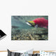 Underwater Male Sockeye Salmon Wall Decal Design 2