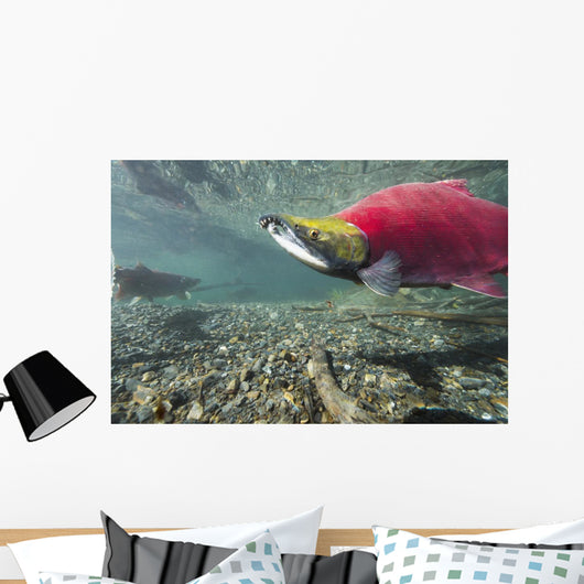 Underwater Male Sockeye Salmon Wall Decal Design 2