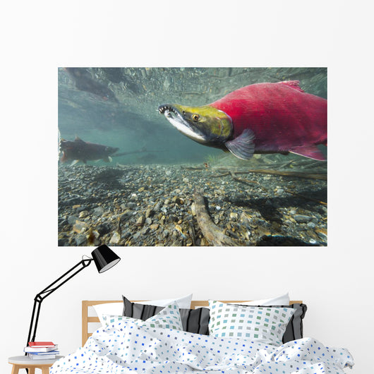 Underwater Male Sockeye Salmon Wall Decal Design 2