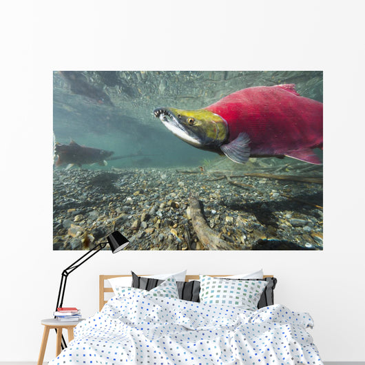 Underwater Male Sockeye Salmon Wall Decal Design 2
