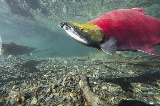 Underwater Male Sockeye Salmon Wall Decal Design 2