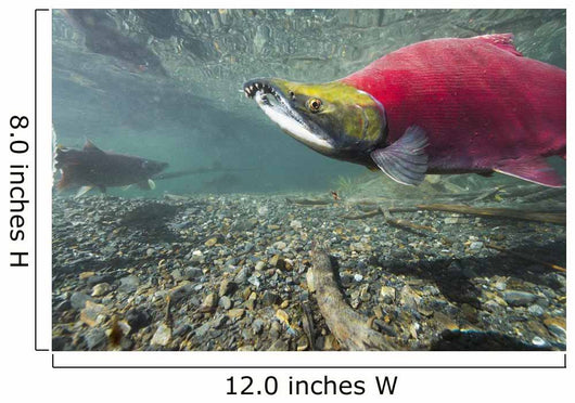 Underwater Male Sockeye Salmon Wall Decal Design 2