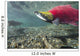 Underwater Male Sockeye Salmon Wall Decal Design 2