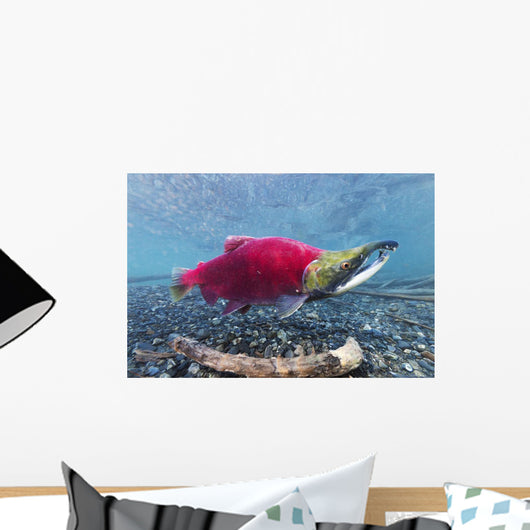 Underwater Male Sockeye Salmon Wall Decal Design 1