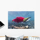 Underwater Male Sockeye Salmon Wall Decal Design 1