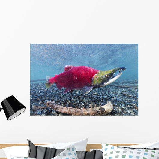 Underwater Male Sockeye Salmon Wall Decal Design 1