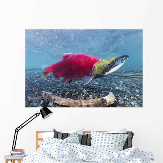 Underwater Male Sockeye Salmon Wall Decal Design 1