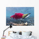 Underwater Male Sockeye Salmon Wall Decal Design 1