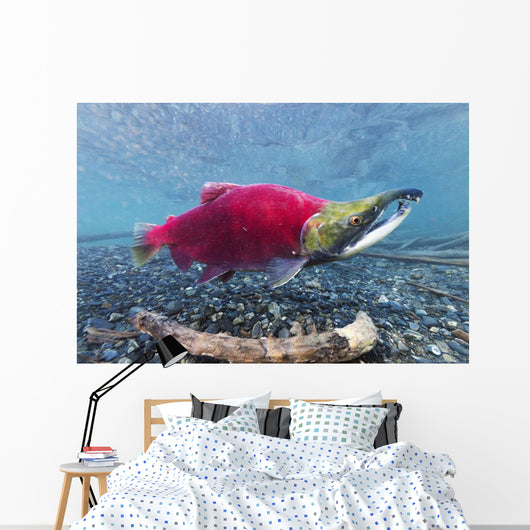 Underwater Male Sockeye Salmon Wall Decal Design 1
