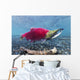Underwater Male Sockeye Salmon Wall Decal Design 1