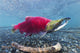 Underwater Male Sockeye Salmon Wall Decal Design 1