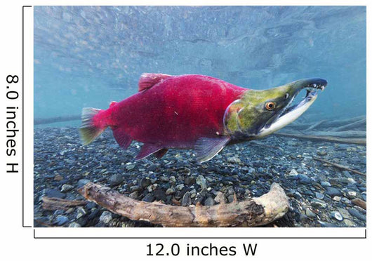 Underwater Male Sockeye Salmon Wall Decal Design 1