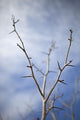 Tree with Buds Springtime Wall Decal