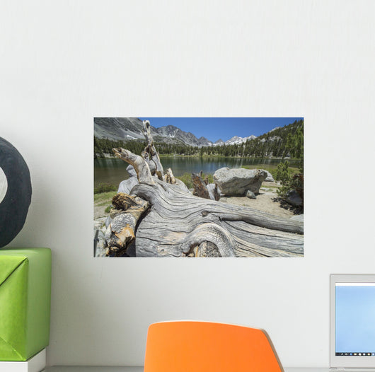 Old Tree Trunk Lays Wall Decal