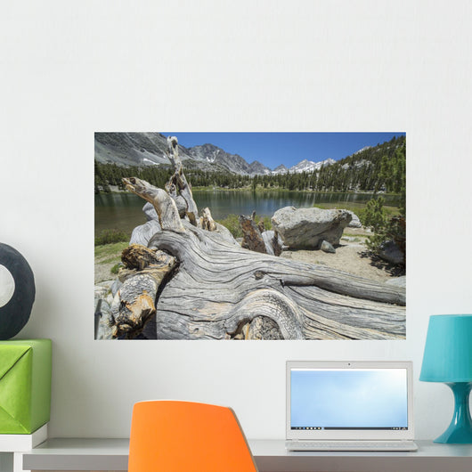 Old Tree Trunk Lays Wall Decal