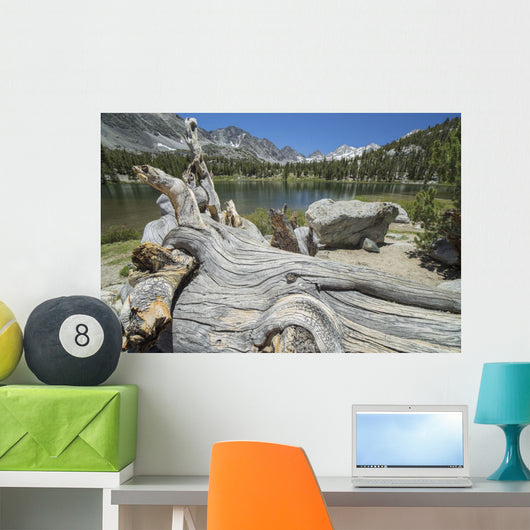 Old Tree Trunk Lays Wall Decal