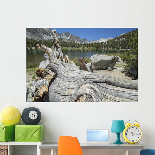 Old Tree Trunk Lays Wall Decal