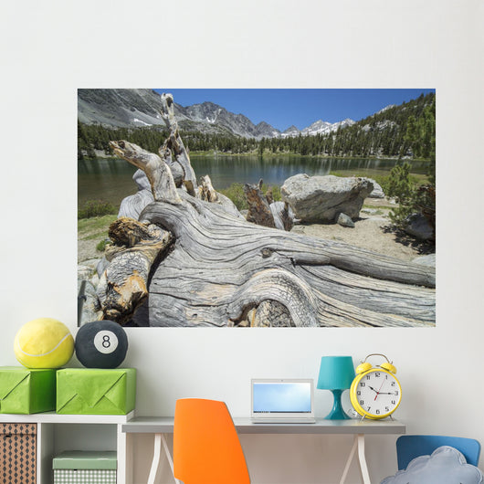 Old Tree Trunk Lays Wall Decal