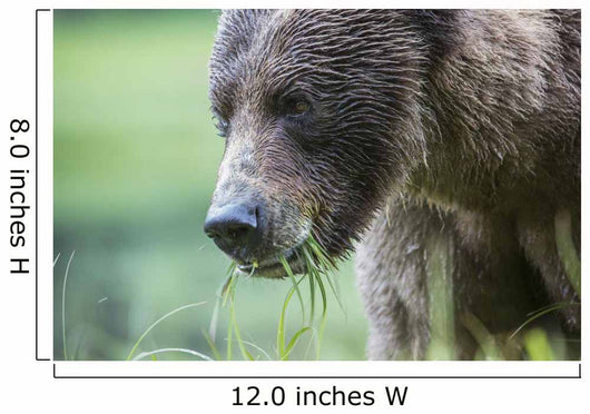 Grizzly Bear Wall Decal Design 3
