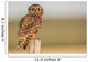 Short Eared Owl Sitting Wall Decal