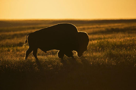 Silhouette Bison Sunset Grasslands Wall Decal Design 2