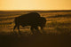 Silhouette Bison Sunset Grasslands Wall Decal Design 2