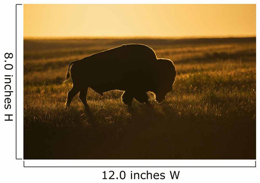 Silhouette Bison Sunset Grasslands Wall Decal Design 2