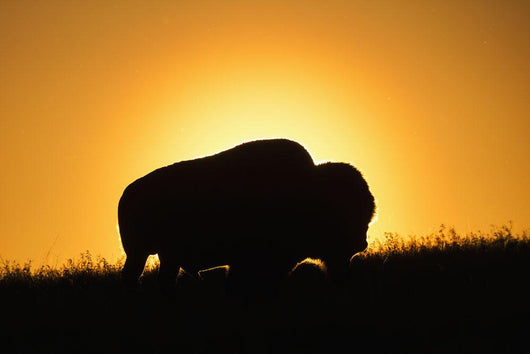 Silhouette Bison Sunset Grasslands Wall Decal Design 1