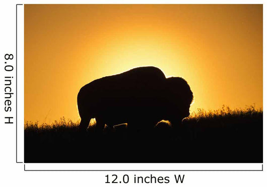 Silhouette Bison Sunset Grasslands Wall Decal Design 1