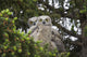Family Great Horned Owls Wall Decal Design 1