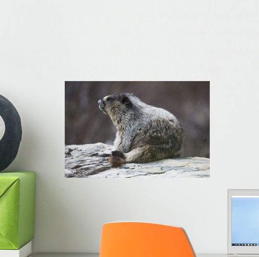 Marmot Wall Decal
