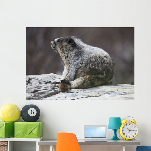 Marmot Wall Decal