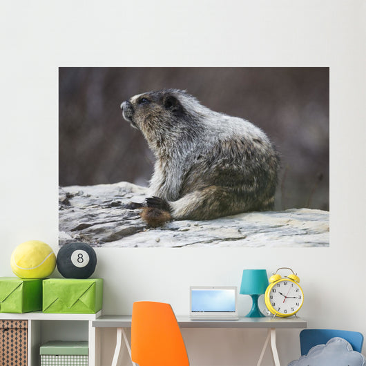 Marmot Wall Decal