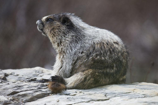 Marmot Wall Decal