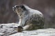 Marmot Wall Decal