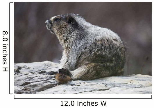 Marmot Wall Decal
