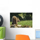 Young Grizzly Bear Wall Decal