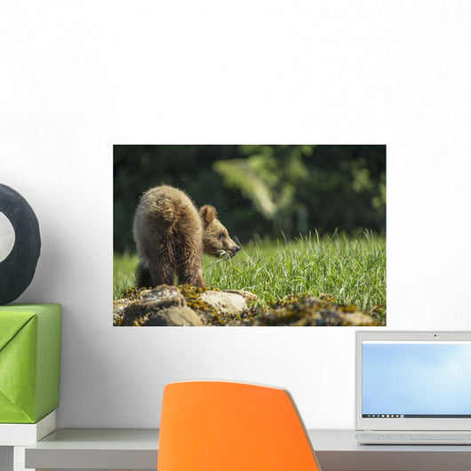 Young Grizzly Bear Wall Decal