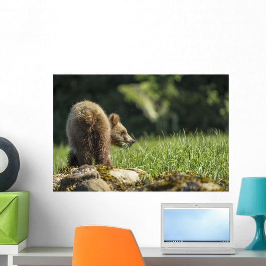 Young Grizzly Bear Wall Decal