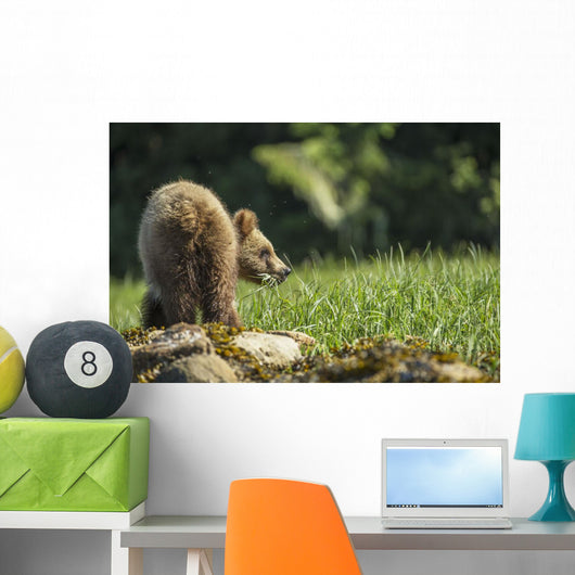 Young Grizzly Bear Wall Decal