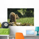 Young Grizzly Bear Wall Decal