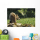 Young Grizzly Bear Wall Decal